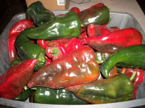 poblanos pat.jpg